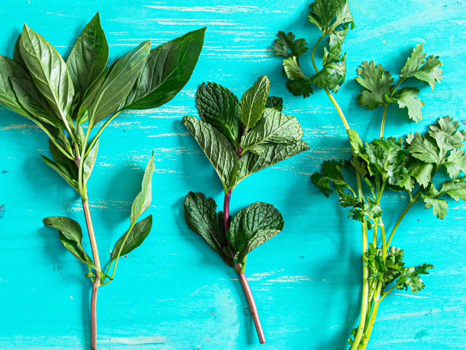 Fresh herbs displayed on a turquoise background
