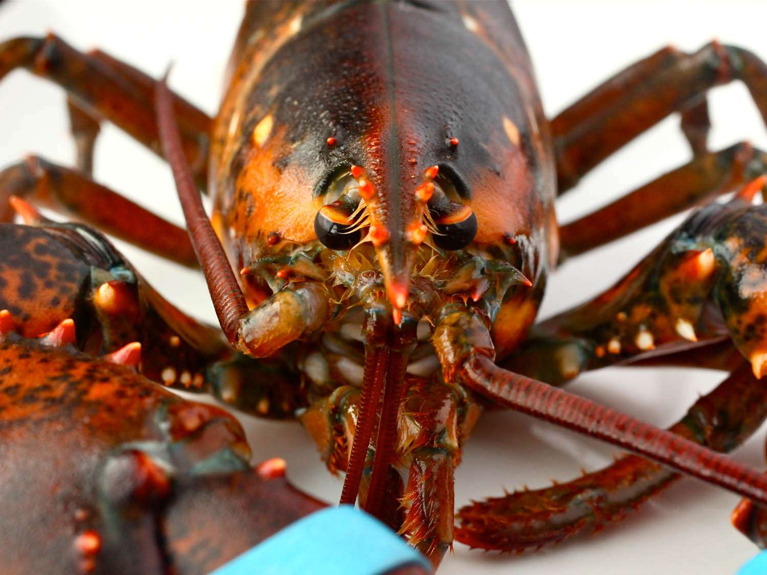 Close-up of a lobster's head.