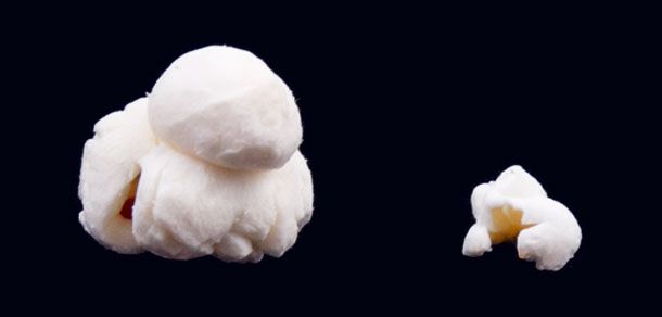 A grain of popped popcorn next to a grain of popped sorghum. The popped sorghum looks like popcorn, but is much smaller.