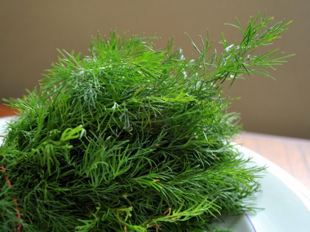 20110505-149845-dill-weed-lg.JPG