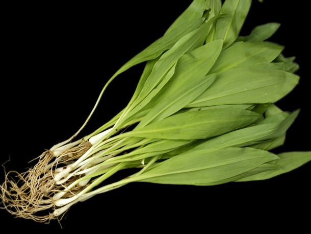 A group of freshly picked ramps. 
