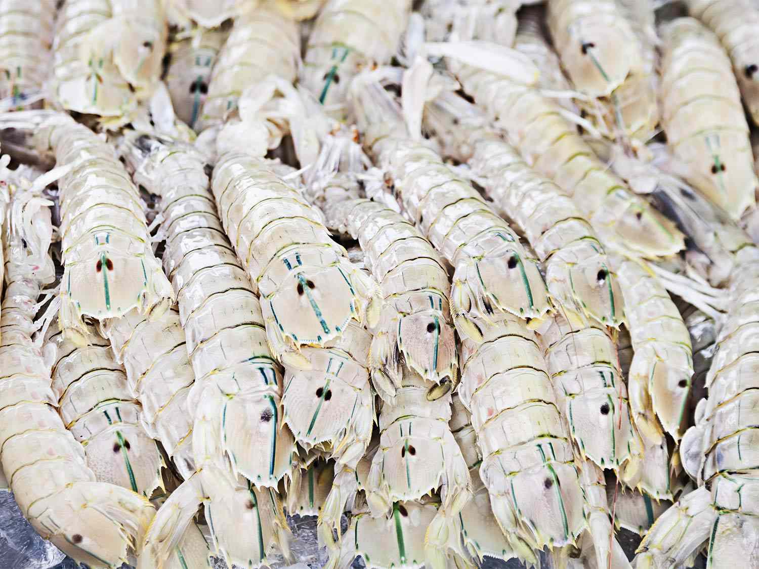 pile of whole raw rock shrimp
