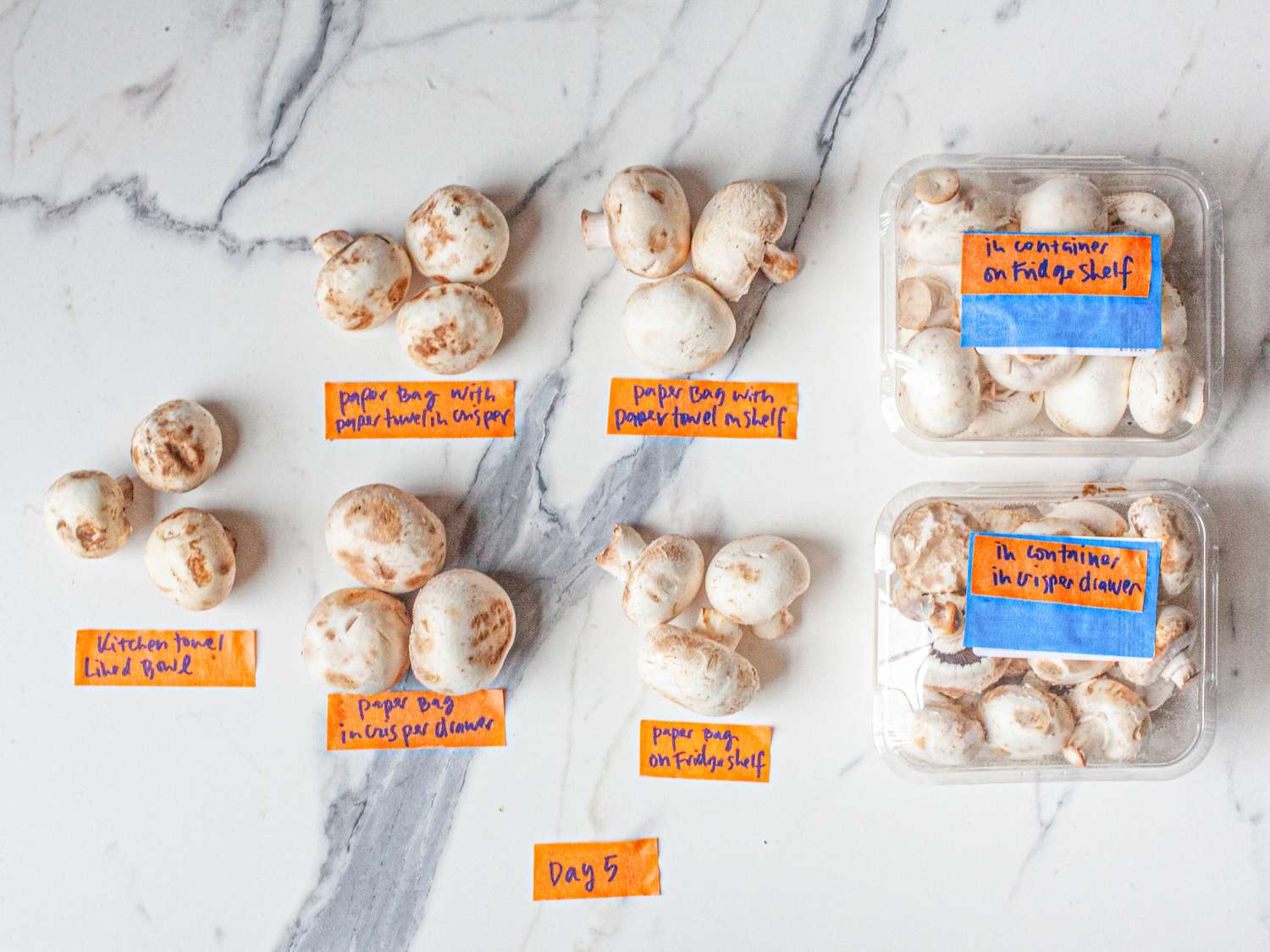 Various types of mushroom storage techniques labeled and displayed on a marble countertop