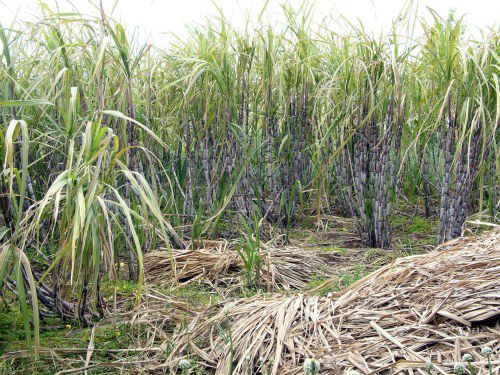 20120117Sugar_cane_madeira.jpg
