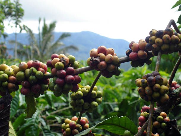 sumatra-coffee.jpg