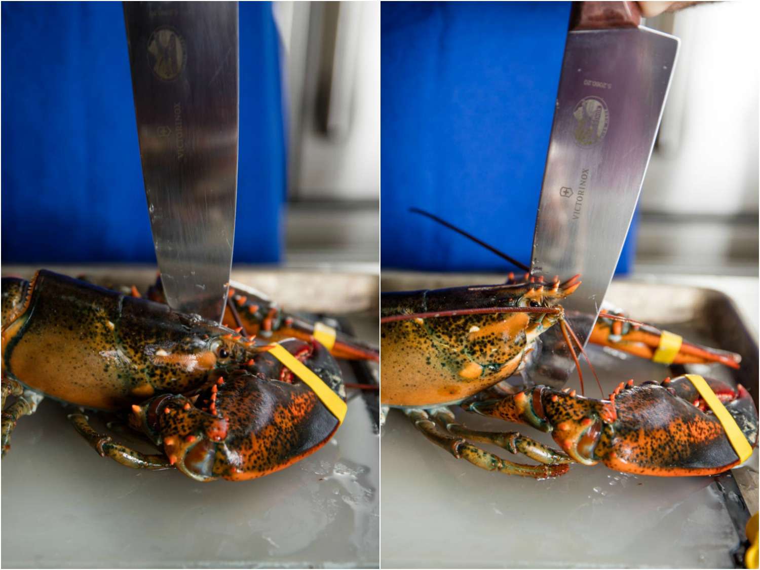 On the left: A chef's knife being driven into the a lobster's head, behind and between the eyes with the cutting edge pointed forward. On the right: the chef's knife is brought down, severing it cleanly between the eyes.