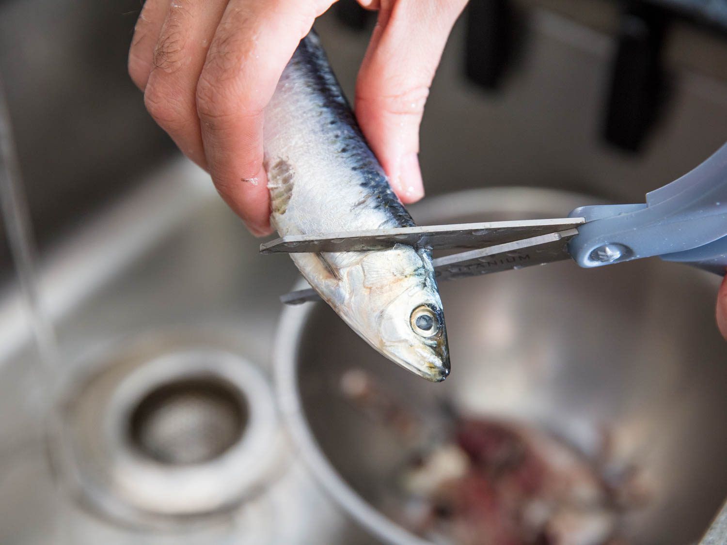Using scissors to remove the head of a fresh sardine.