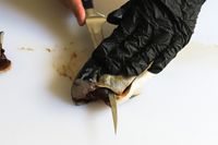 A person using the Wüsthof Classic Fish Fillet Knife to cut a fish