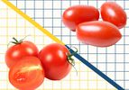 Graphic of cherry tomatoes and grape tomatoes on a grid 