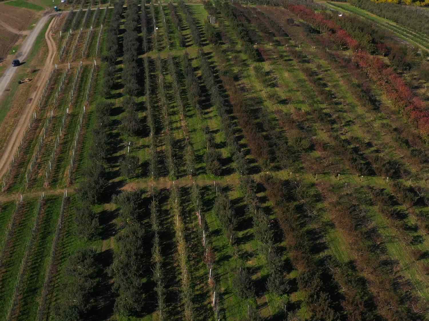 Apple trees stand in an orchard at Fishkill Farms in this aerial photograph taken over the Hopewell Junction area of East Fishkill, New York, U.S., on Tuesday, Oct. 30, 2018. The demand for the Honeycrisp apple exceeds supplyit's all consumers, and therefore supermarkets, want. So growers are planting with almost reckless abandon, pulling out old varieties, like the tired Red Delicious, and putting in Honeycrisp treeseven in places where they don't grow well. Photographer: Karolina Wojtasik/Bloomberg via Getty Images