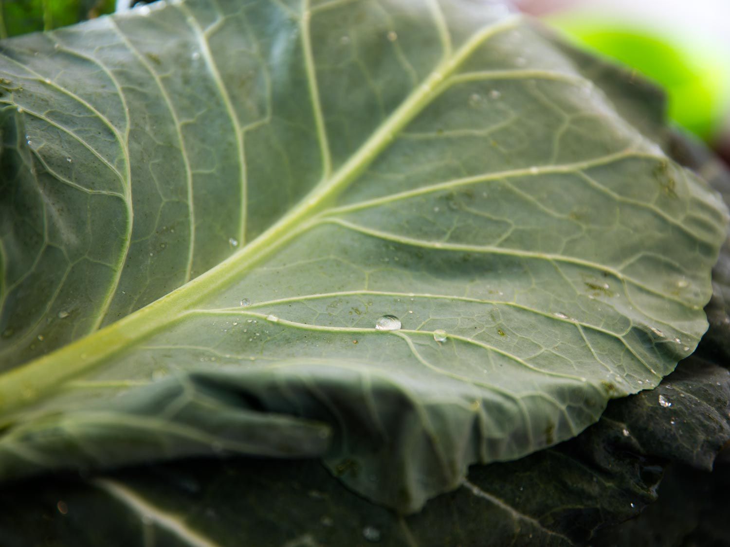 A close up of a collard green leaf with some dew drops on it.
