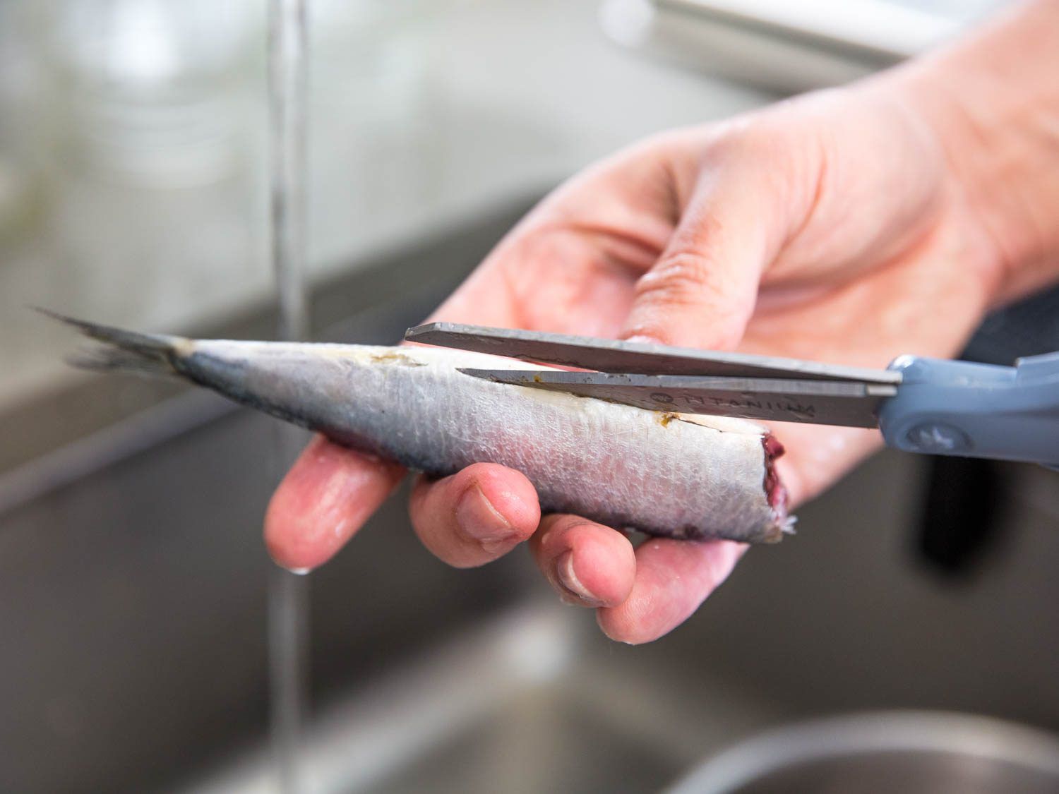 Using kitchen shears to slit the belly of a fresh sardine.