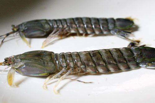20101005-mantisshrimp-flat.jpg