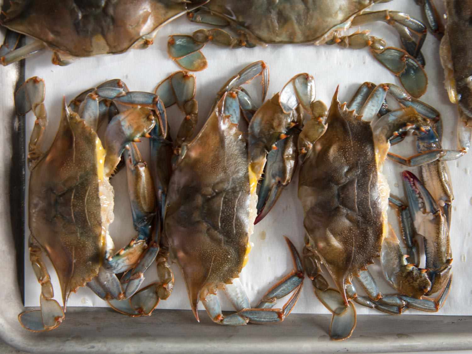 Soft- shells crabs on a towel-lined sheet pan