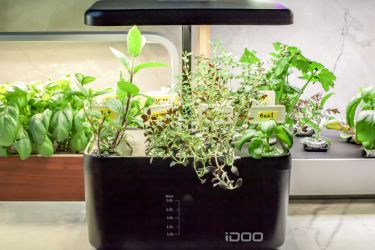Three indoor herb gardens growing herbs on a kitchen countertop.