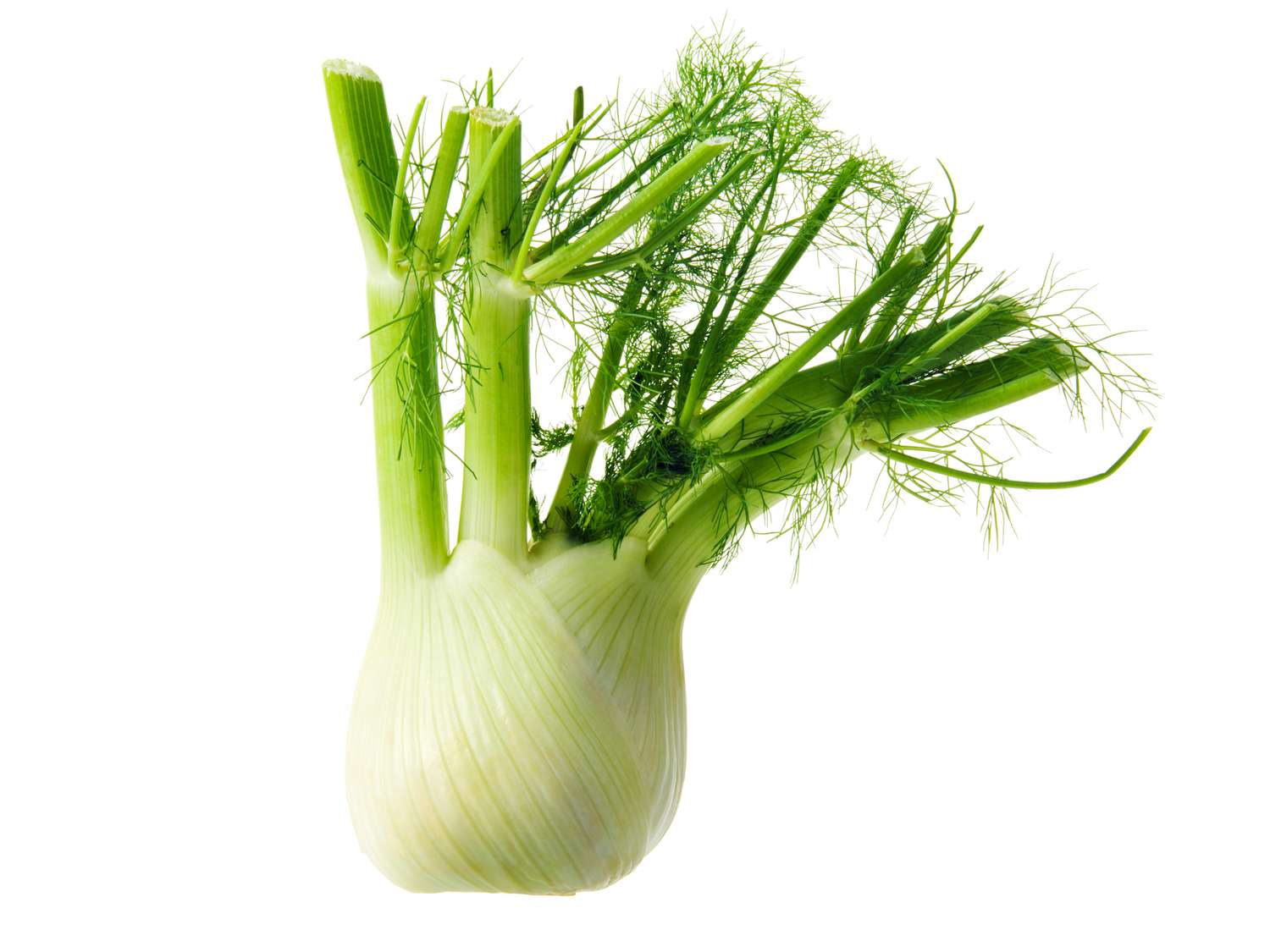 Fennel bulb