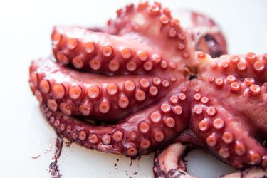 Close-up of the mouth and tentacles of a cooked octopus.