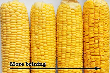 Four ears of corn, with ears of plump kernels on the left and ears with dry kernels on the right.