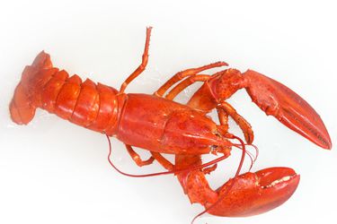 20170425-whole-lobster-vicky-wasik.jpg