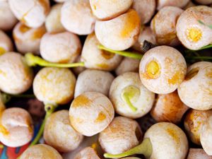 A pile of ginkgo fruit, which are cherry sized and golden brown.