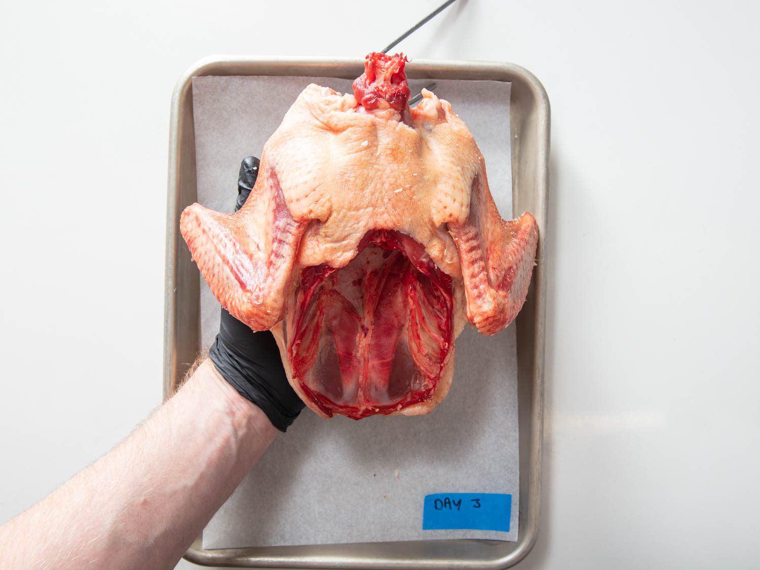 Closeup overhead of the backside of a duck crown after three days of aging.