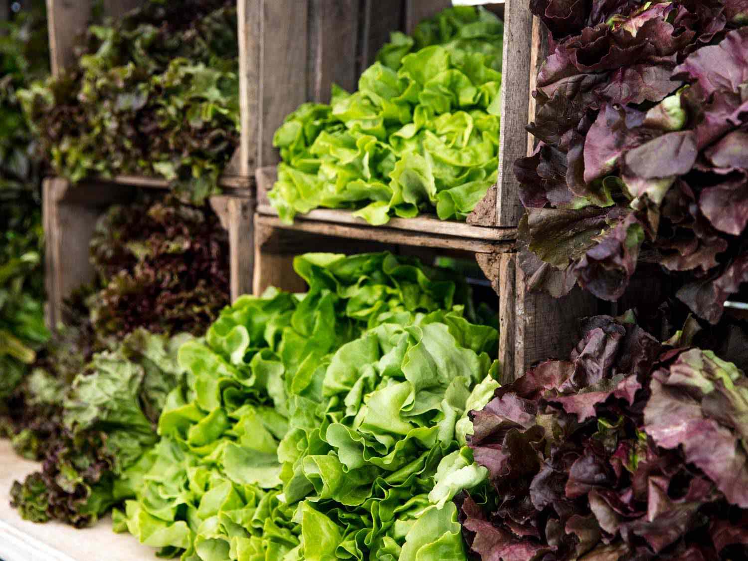 Green and purple lettuces spilling out of wooden crates at Willow Wisp Organic Farm farmers market stand