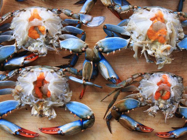 blue crabs