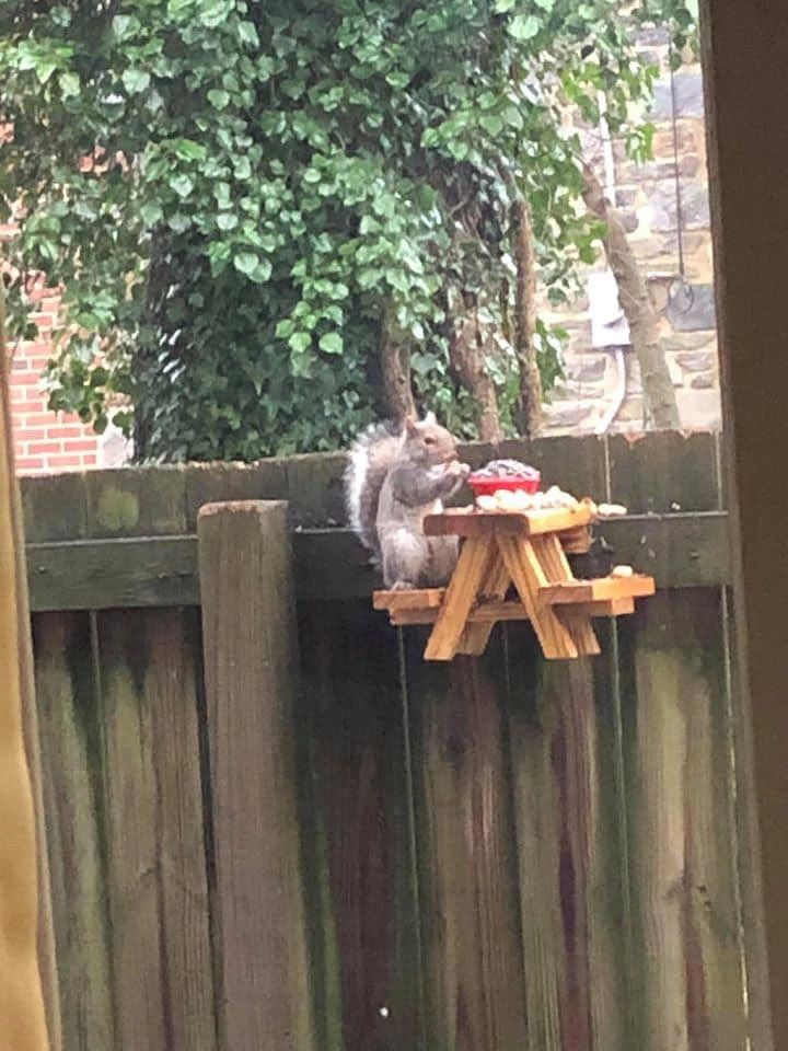 A squirrel sitting at a minaiature picnic table