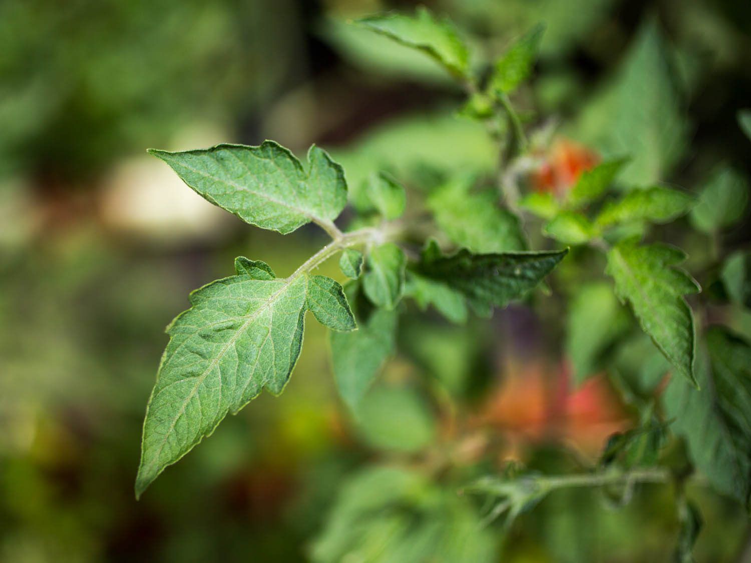 Tomato leaves on a live tomato plant 