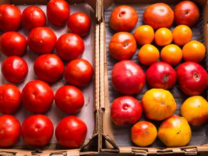 An overhead of two boxes full of tomatoes. The left box contains all the same type of red tomato and the right box contains tomatoes of various colors and sizes