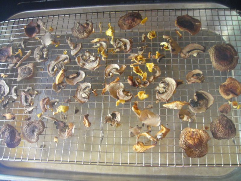 20100726driedmushrooms.jpg