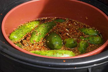 A container of homemade whole dill pickles in brine. 