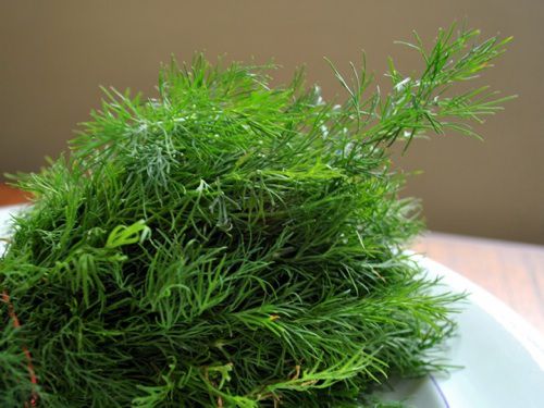 20110505-149845-dill-weed-sm.jpg