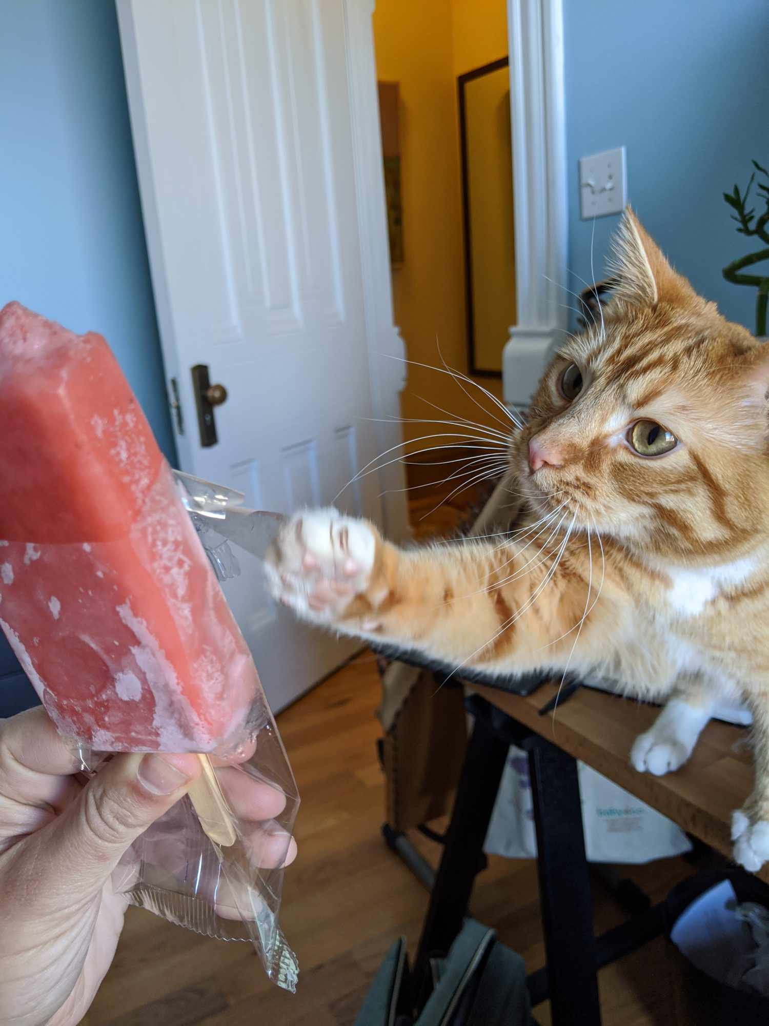 Nubi the cat reaching for a popsicle
