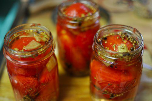 Three "Ball" jars with tomatoes being pickled in them. 