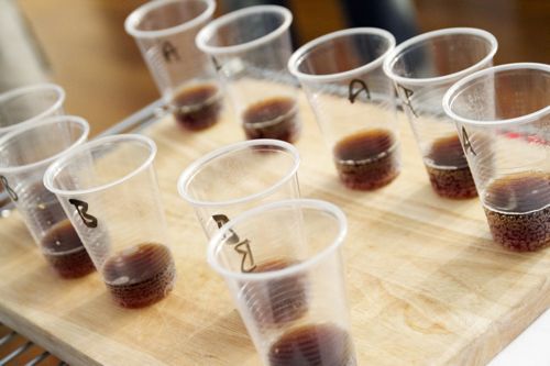 Ten plastic cups containing Coke prepared for a taste test. 