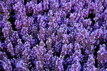 20100824lavender-primary.jpg