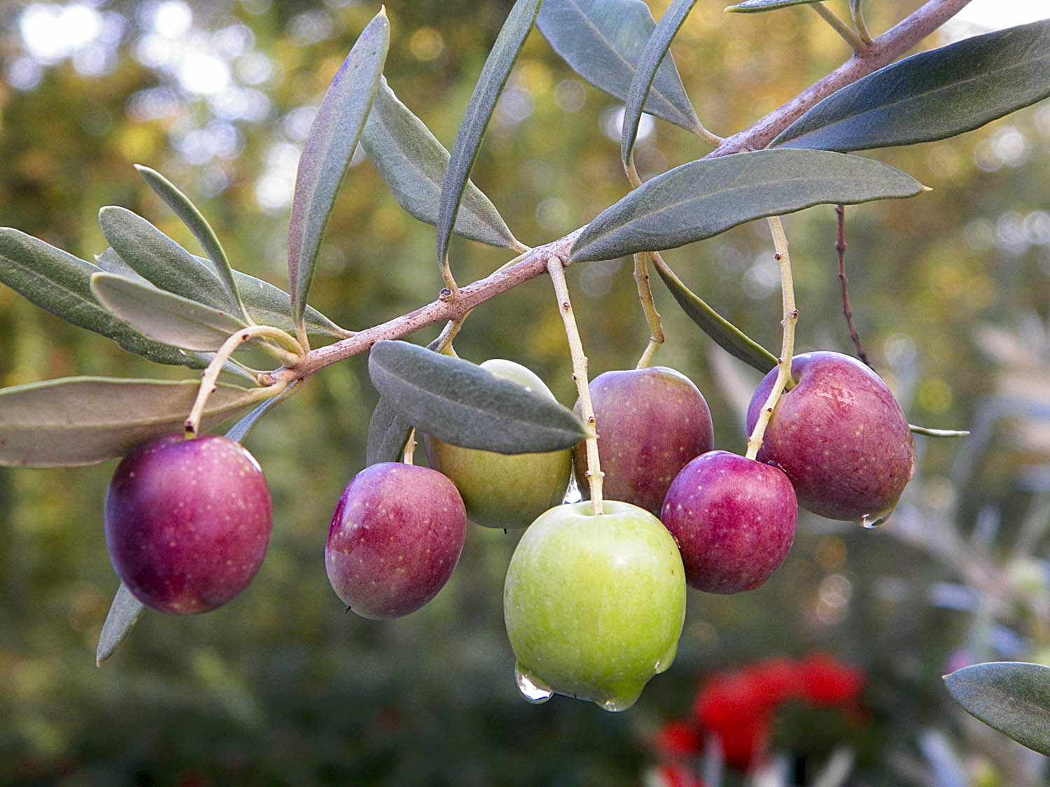 Closeup of red and green olives on the branch of an olive tree