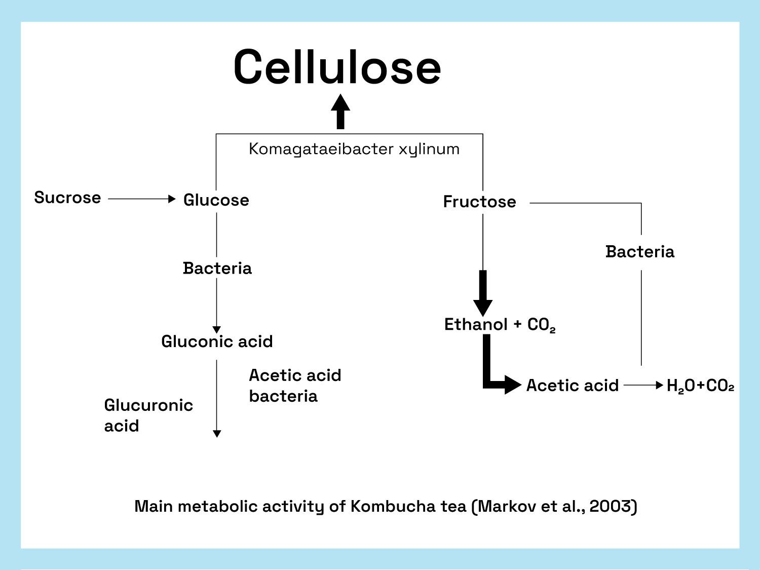 Main Metabolic Activity of Kombucha tea (Markov et al., 2003)