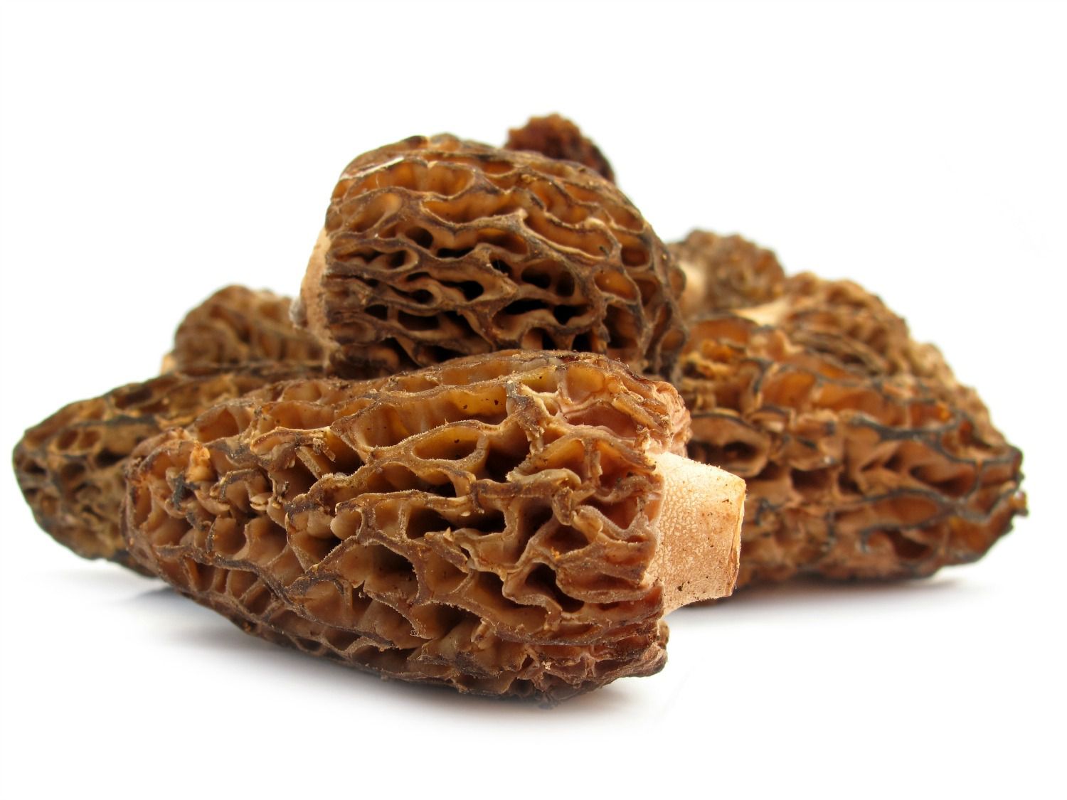 20150603-morel-mushroom.jpg