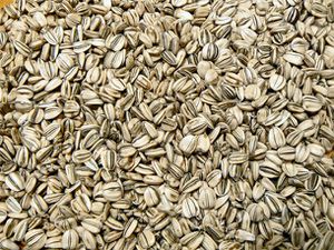 20100428-sunflowerseeds.jpg