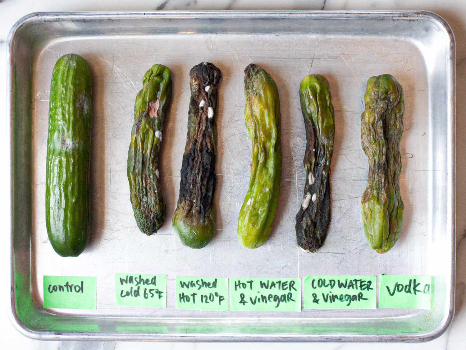 Comparative results of different cucumber preservation methods arranged on a tray labeled control washed cold washed hot hot water and vinegar cold water and vinegar vodka