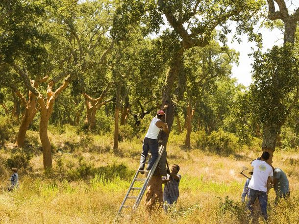 cork trees