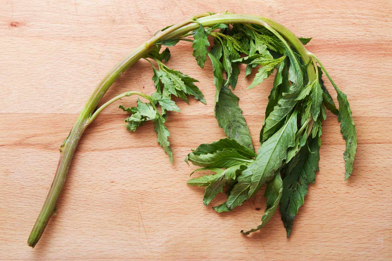 Sprig of wilted epazole