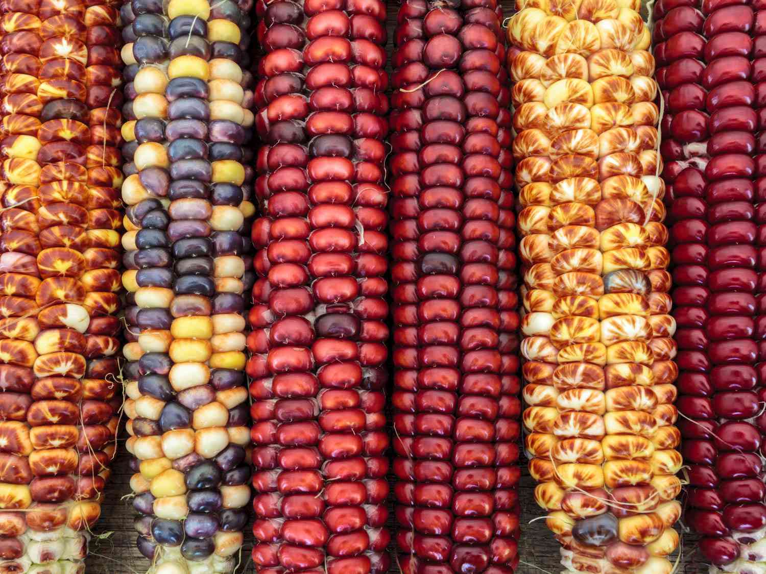 Five shucked ears of different colors of corn.