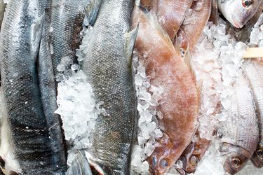 A variety of whole fishes displayed on a bed of ice
