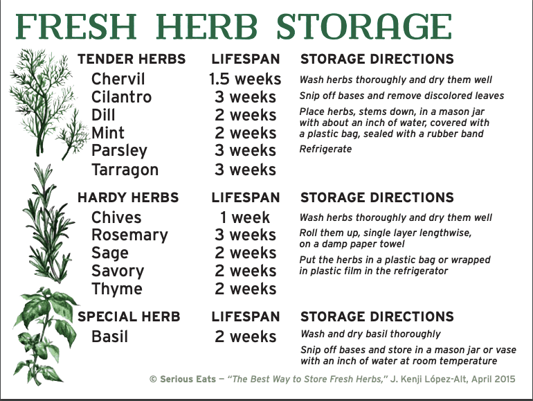guide to how to store fresh herbs