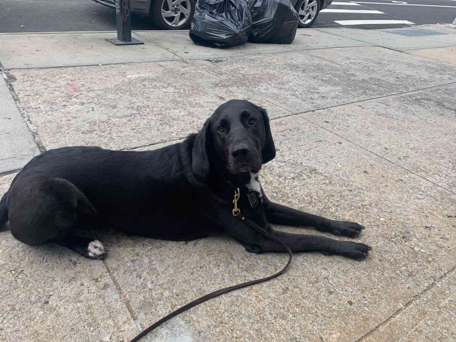 Niki's big puppy steview on a sidewalk