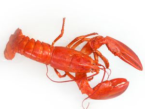 20170425-whole-lobster-vicky-wasik.jpg