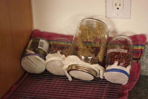 Jars with different sprouts being drained